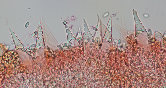 Macrocystidia cucumis